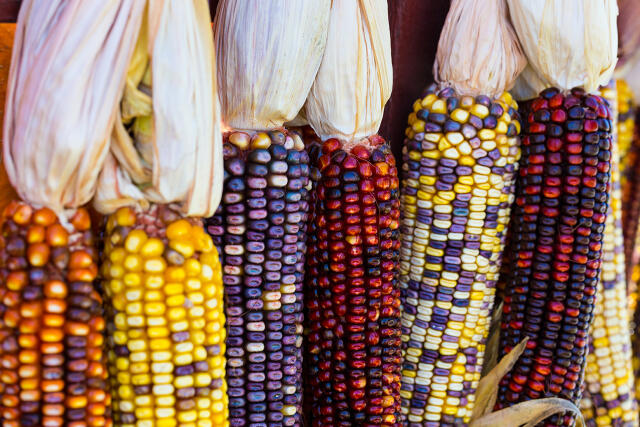 Be part of this Native American thanksgiving celebration