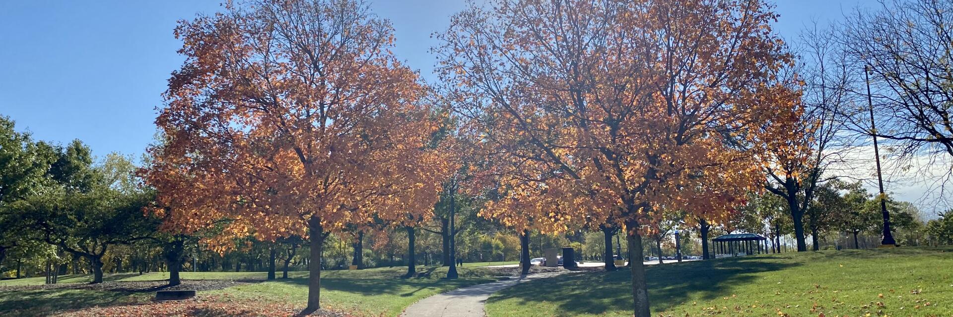 Two Trees along an Ohio State West Campus path during the autumn